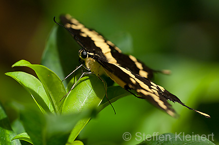 165 Koenigs-Page - Papilio thoas